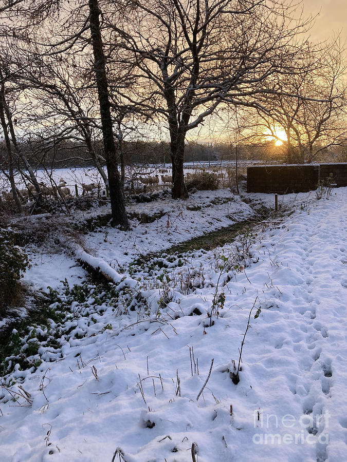 Snowy sunrise at Ballindalloch Photograph by Phil Banks