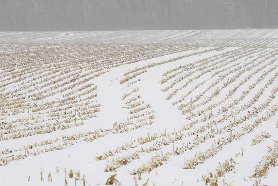 Snowy Swerve -  Corn cart trails in stubble painted white with snow  Photograph by Peter Herman