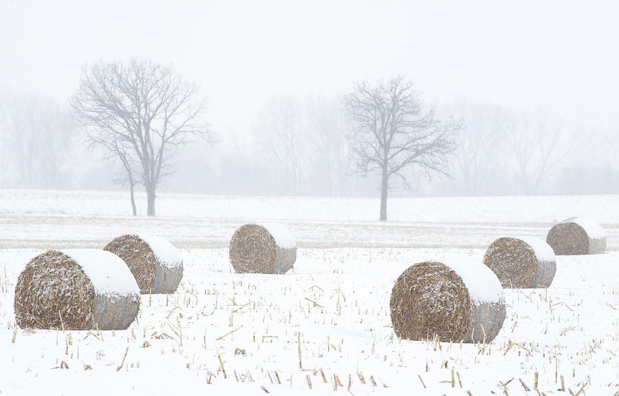 Snowy Symmetry -  corn bales and twin trees in snowstorm near Stoughton WI Photograph by Peter Herman