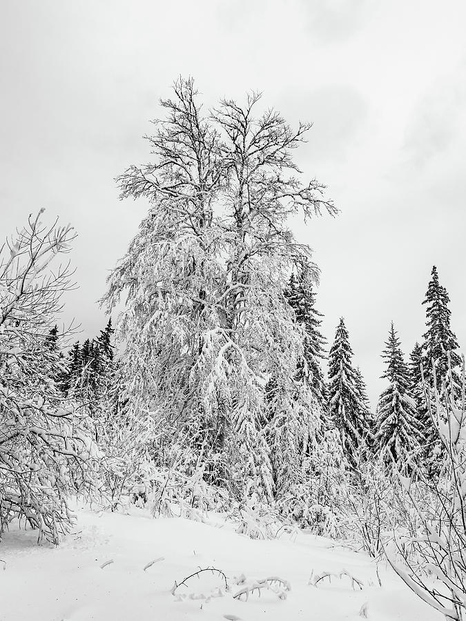 Snowy tale Photograph by Jivko Nakev
