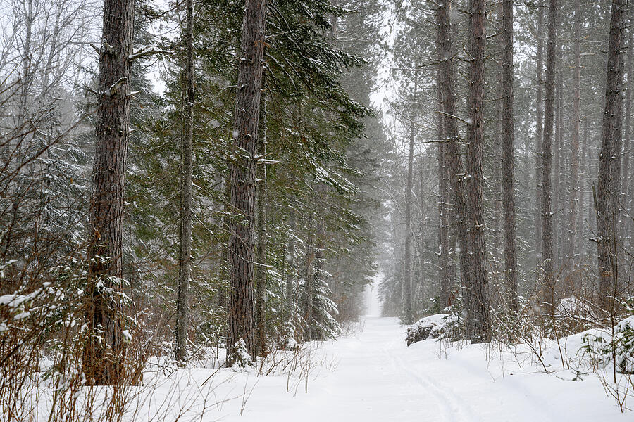 Snowy Trail in the Pines Photograph by Donald Tredinnick Snowy Trail in the Pines Photograph by Donald Tredinnick