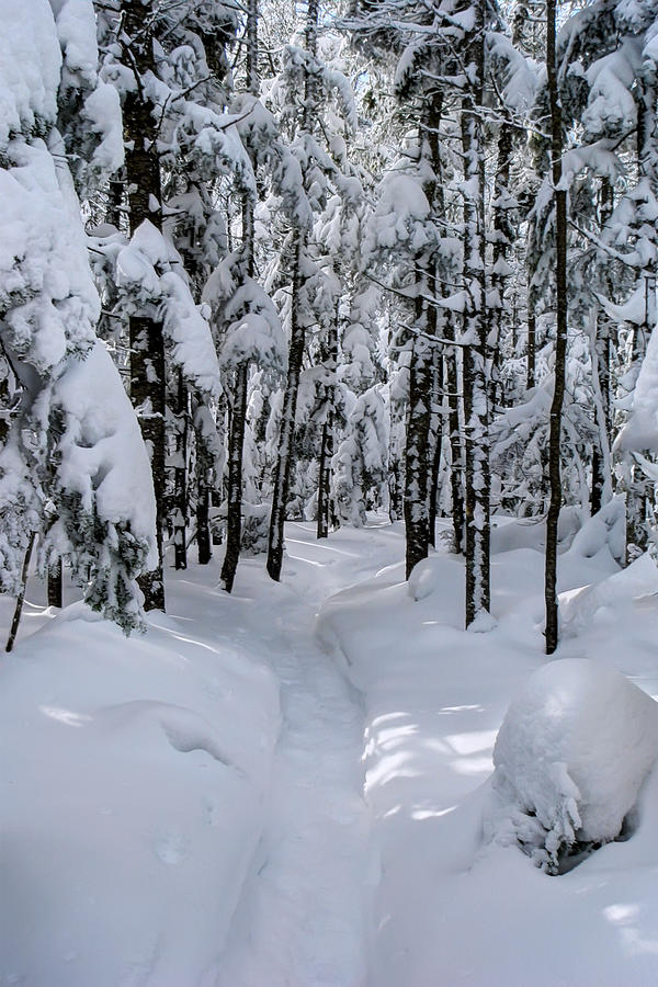 Snowy Trails Winter Photograph by White Mountain Images