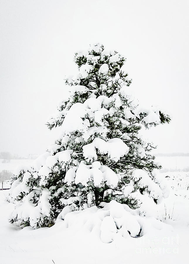 Snowy Tree 1 Photograph by David Ragland