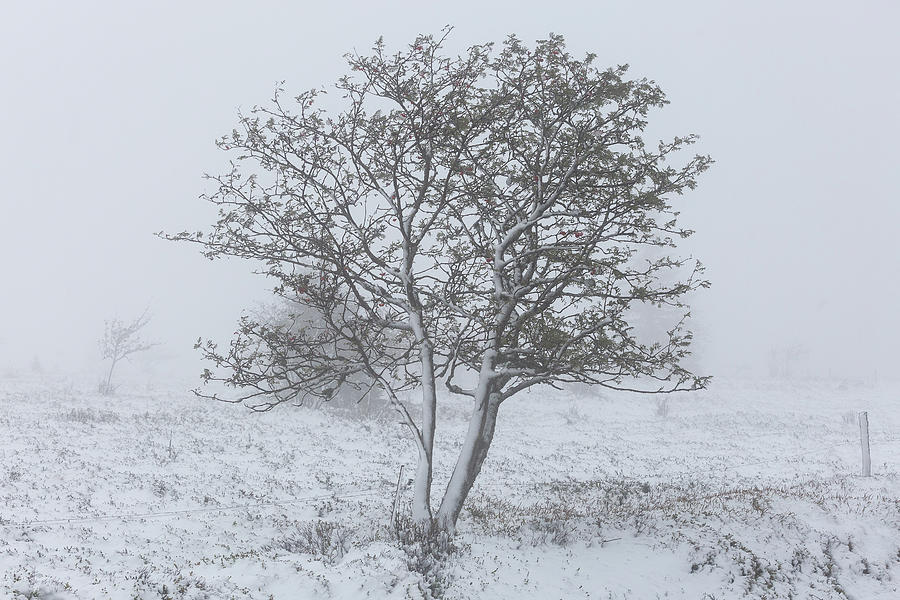 Snowy tree - 7 - Vosges - France Photograph by Paul MAURICE