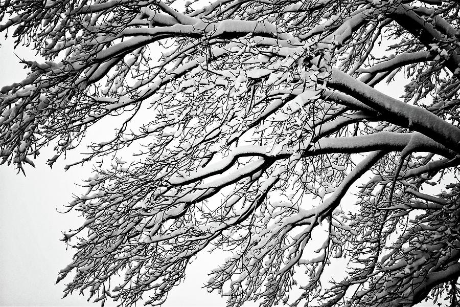 Snowy Tree In Black And White Photograph