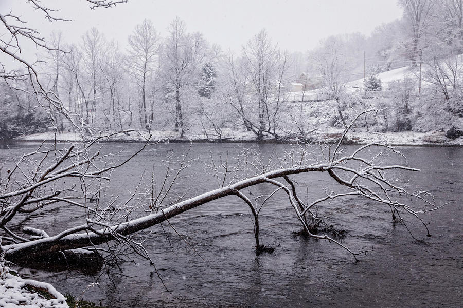 Snowy Tree Reaching into the River Photograph by Debra and Dave Vanderlaan