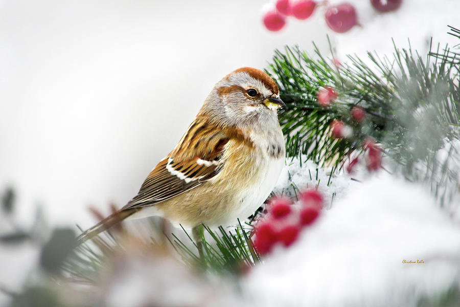 Snowy Tree Sparrow Photograph by Christina Rollo
