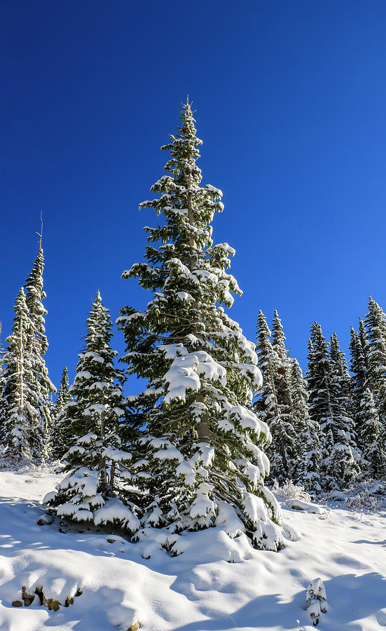 Snowy Trees 1, Mirror Lake Scenic Byway Photograph by Dawn Richards