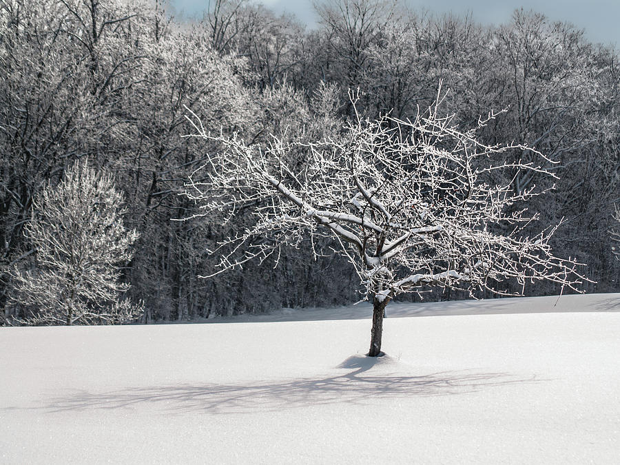 Snowy Trees 5 Photograph by Stewart Helberg