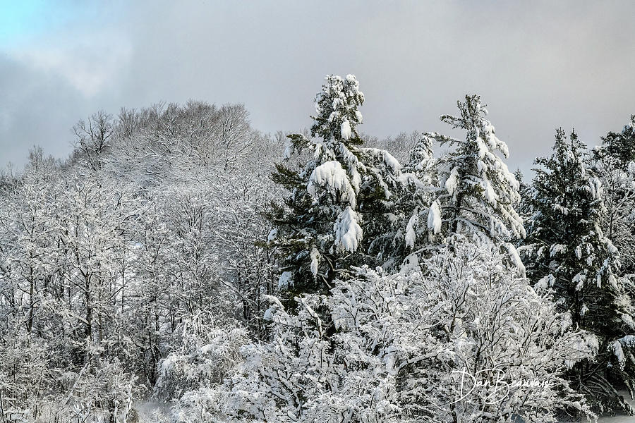 Snowy Trees #7320 Photograph by Dan Beauvais