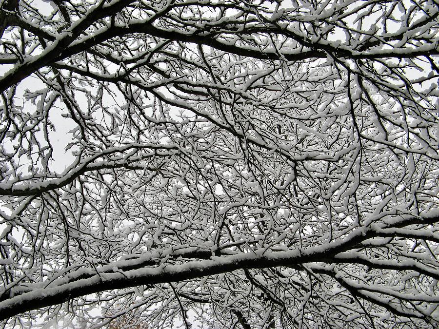 Snowy Trees Abstract Photograph by Richard Bryce and Family