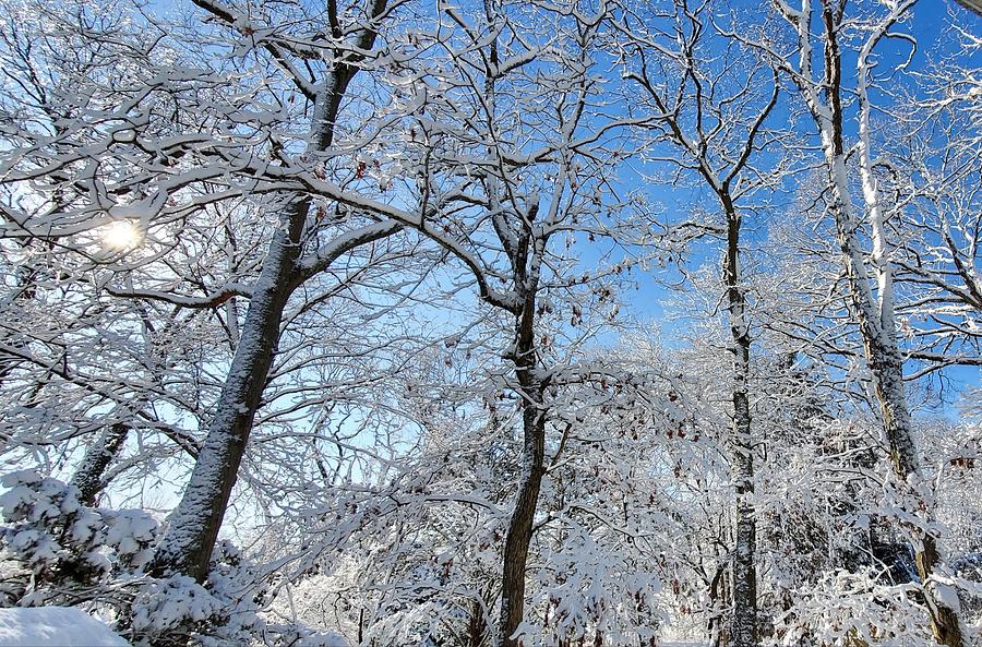 Snowy Trees and Blue Sky Photograph by Stacie Siemsen