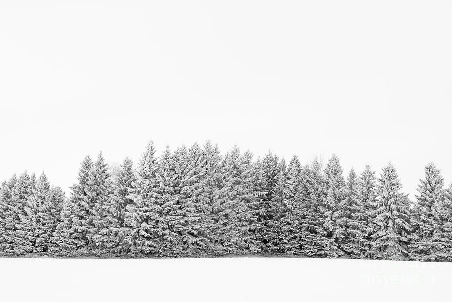 Trees Photograph - Snowy Trees by Jennylynn Fields