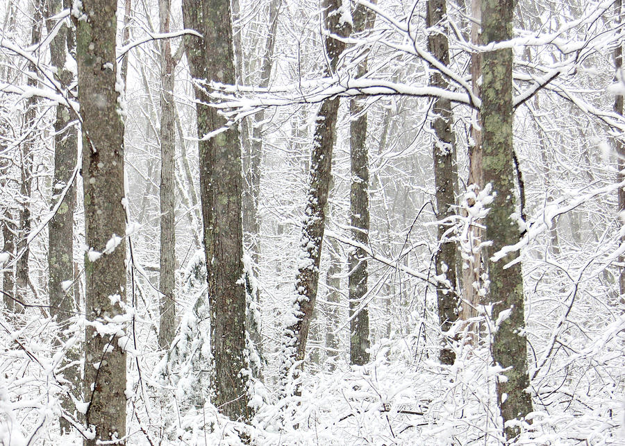 Snowy Trees Photograph by Decoris Art