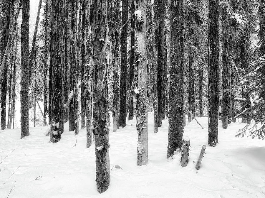 Snowy Trees Uniquely the Same Photograph by Allan Van Gasbeck