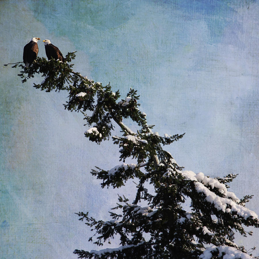 Snowy Treetop Mated Eagles Photograph by Peggy Collins