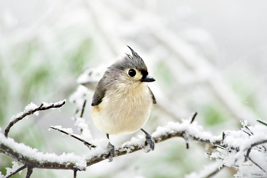 Winter Mixed Media - Snowy Tufted Titmouse by Christina Rollo