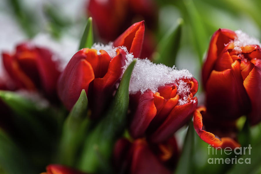 Snowy Tulips Photograph by Eva Lechner