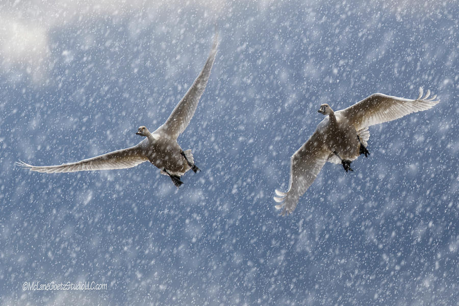Snowy Tundra Swans  Photograph by LeeAnn McLaneGoetz McLaneGoetzStudioLLCcom
