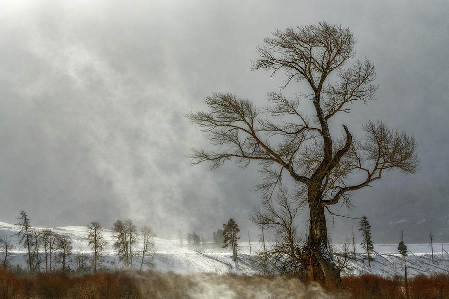 Snowy Updraft Photograph by Ann Skelton