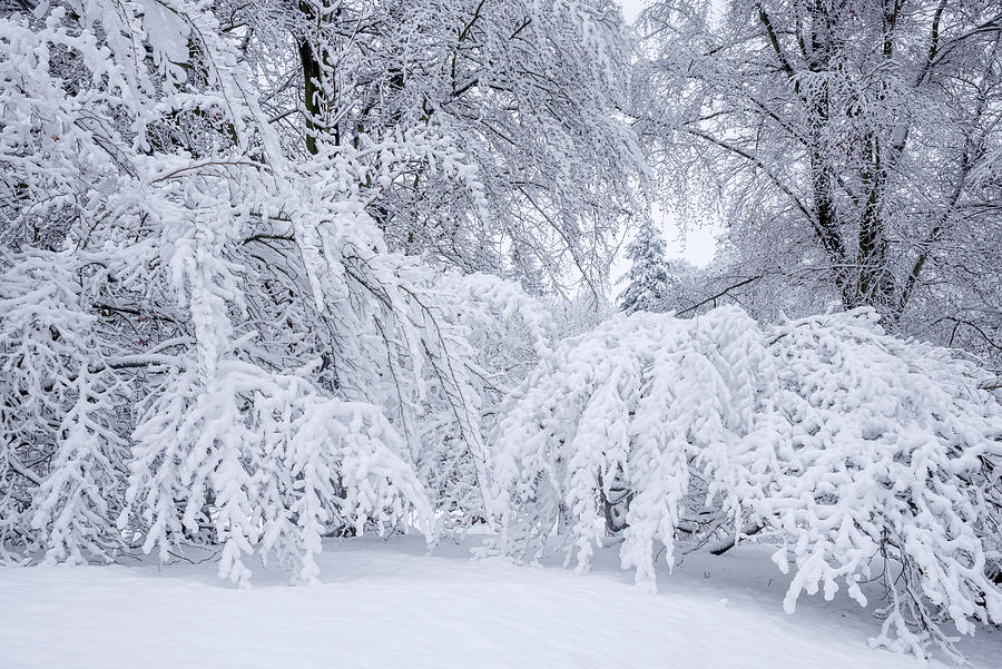 Winter Photograph - Snowy Veil by Jenny Rainbow