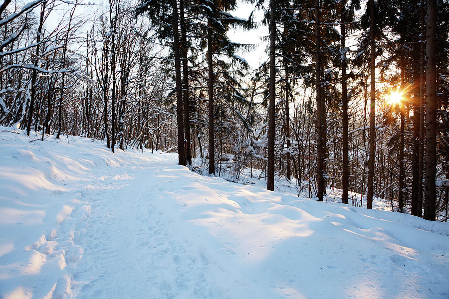 Snowy walk Photograph by Ian Middleton
