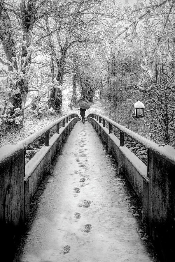 Snowy Walk in Black and White  Photograph by Debra and Dave Vanderlaan