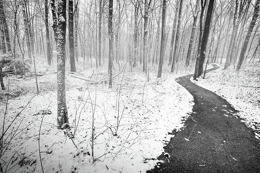 Snowy Walk In Black And White Photograph by Jordan Hill