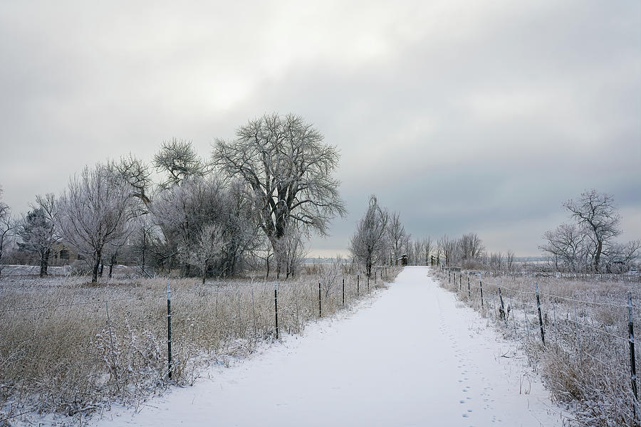 Snowy Walk Photograph by Joan Baker