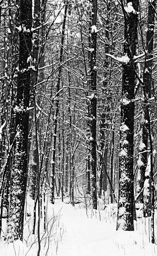 Snowy Walk Through The Woods Black And White Photograph