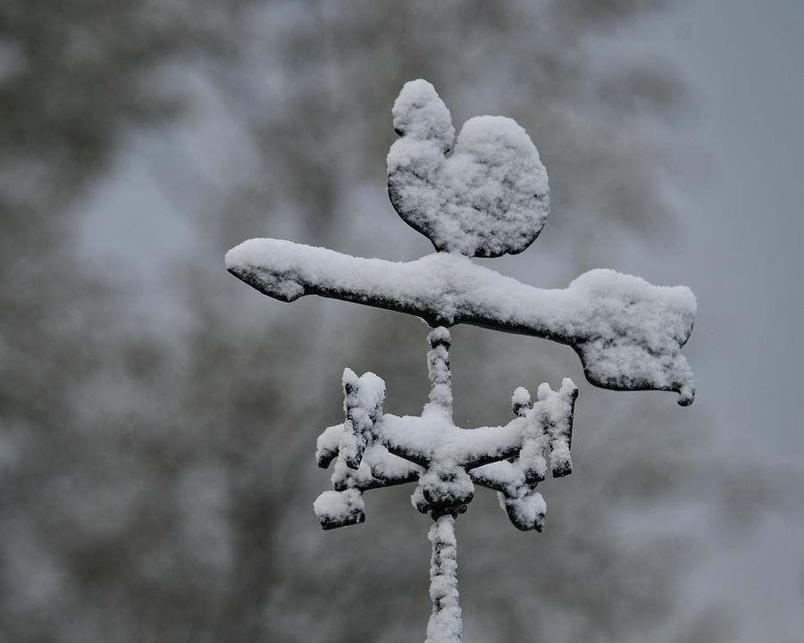 Snowy Weathervane Photograph by Michelle Wittensoldner