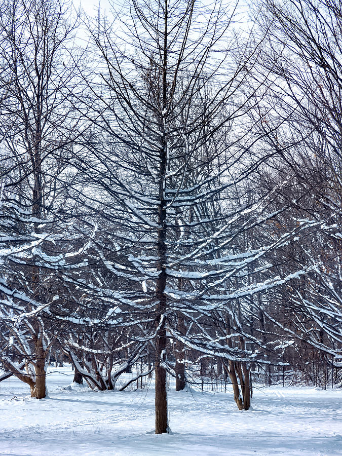 Snowy White Blankets On Branches  Photograph by Leslie Montgomery
