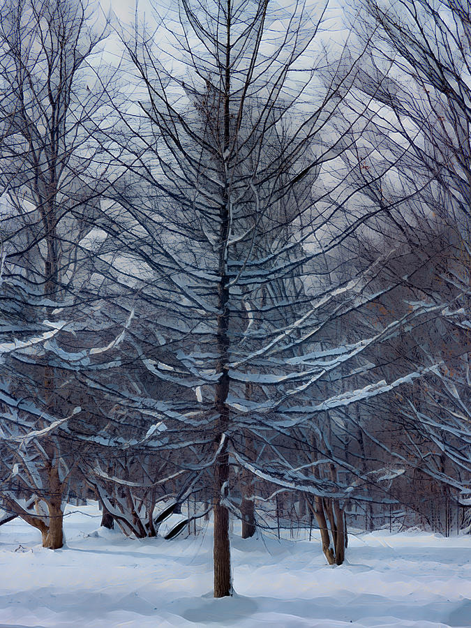 Snowy White Blankets On Branches - Stain Glass Photograph by Leslie Montgomery