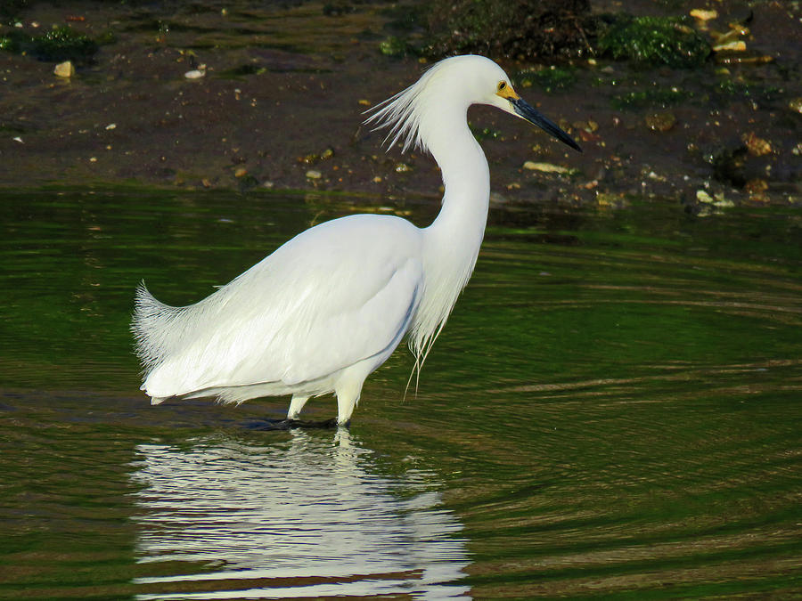 Snowy White Egret - Cape Cod Photograph by Dianne Cowen Cape Cod and ...