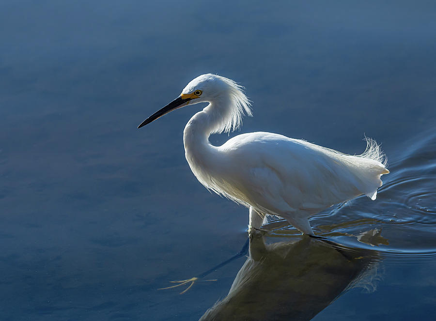 Snowy White Egret Photograph by Rick Mosher