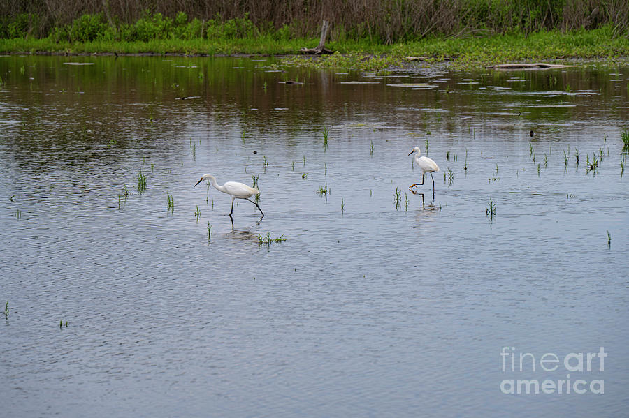 Snowy White Egrets in Gordons Pond Photograph by Bob Phillips