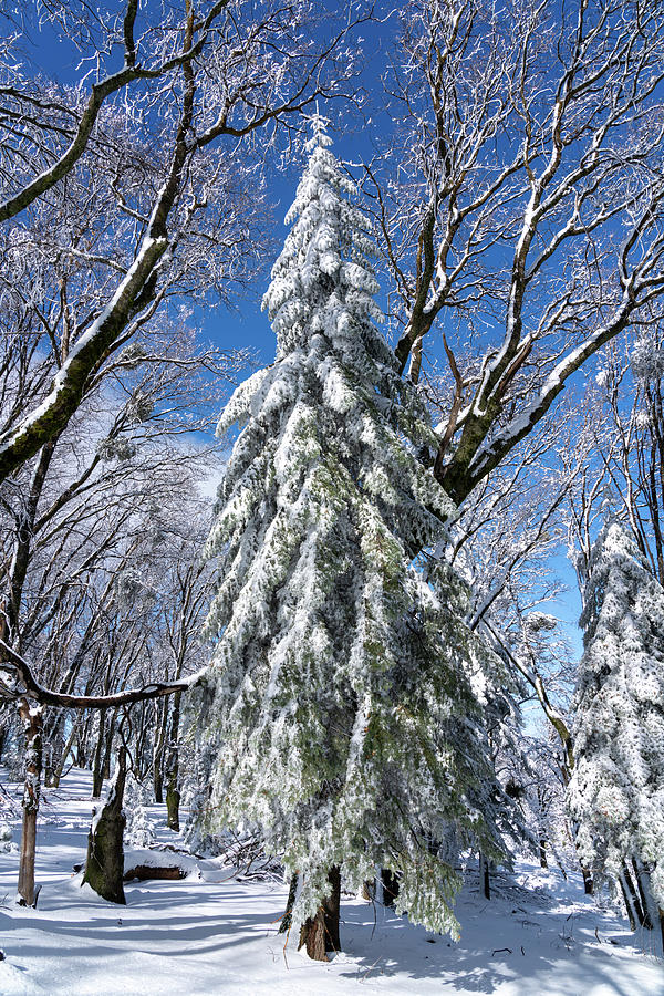 Snowy White Fir Photograph by Lawrence Pallant