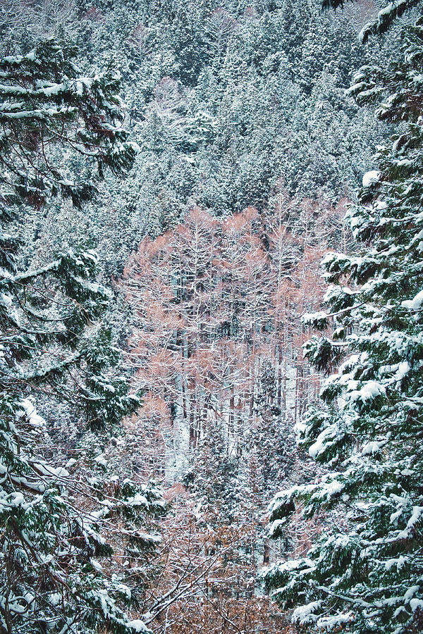 Snowy Winter Forest #2 - Japan Photograph by Stuart Litoff