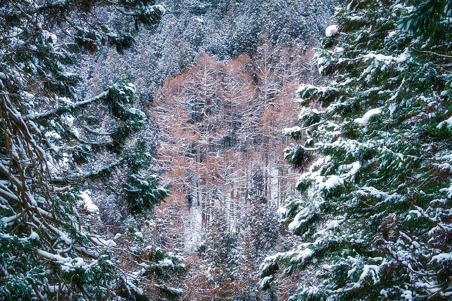 Snowy Winter Forest - Japan Photograph by Stuart Litoff