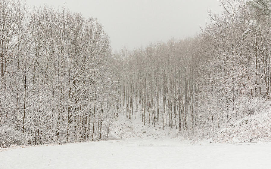 Snowy Winter Forest Photograph by Joni Eskridge