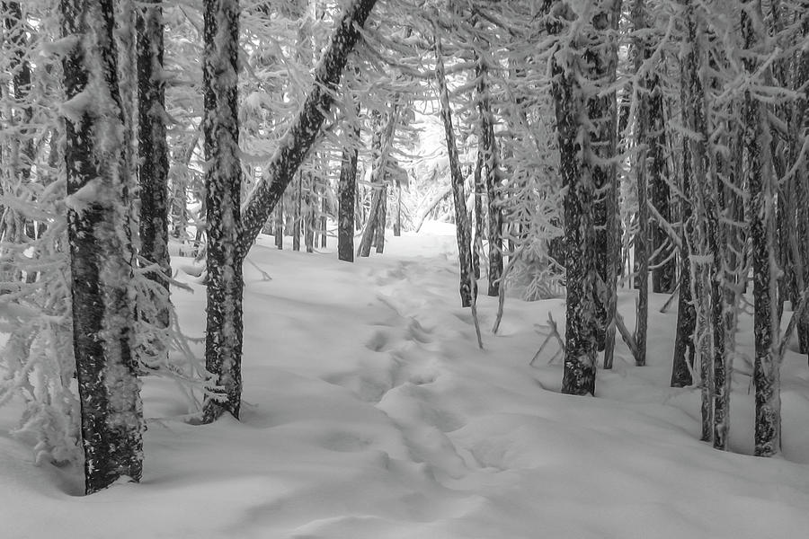 Snowy Winter Path Photograph by White Mountain Images