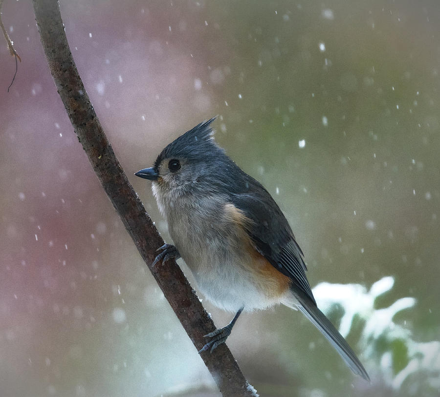 Snowy Winter Titmouse Photograph by Mary Lynn Giacomini