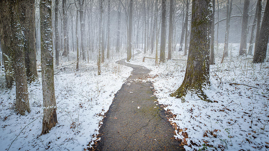 Snowy Woodland Photograph by Jordan Hill