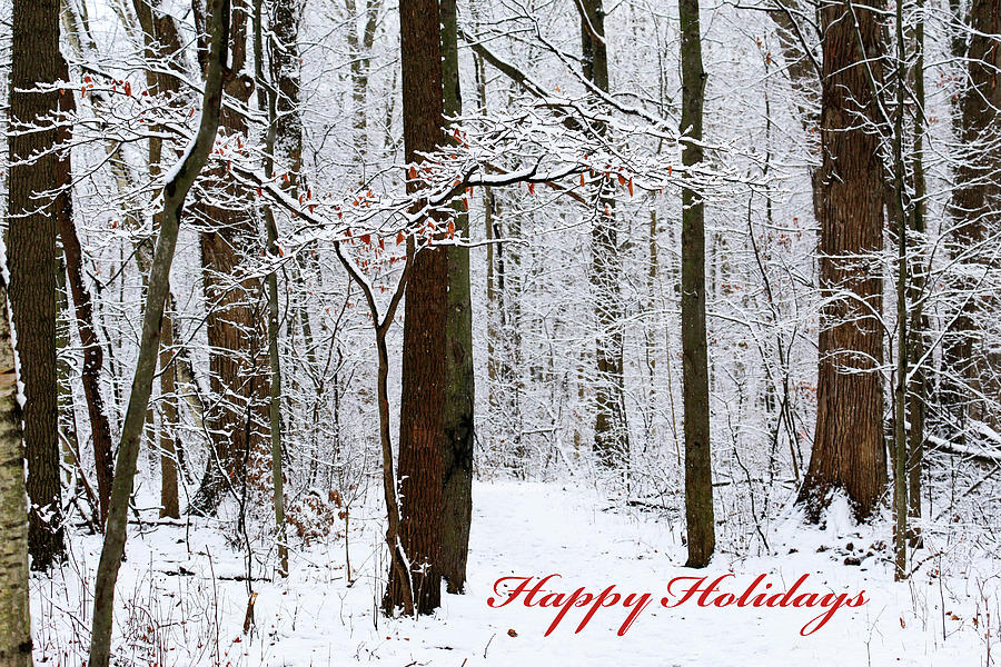 Snowy Woods 14 card Photograph by Mary Bedy