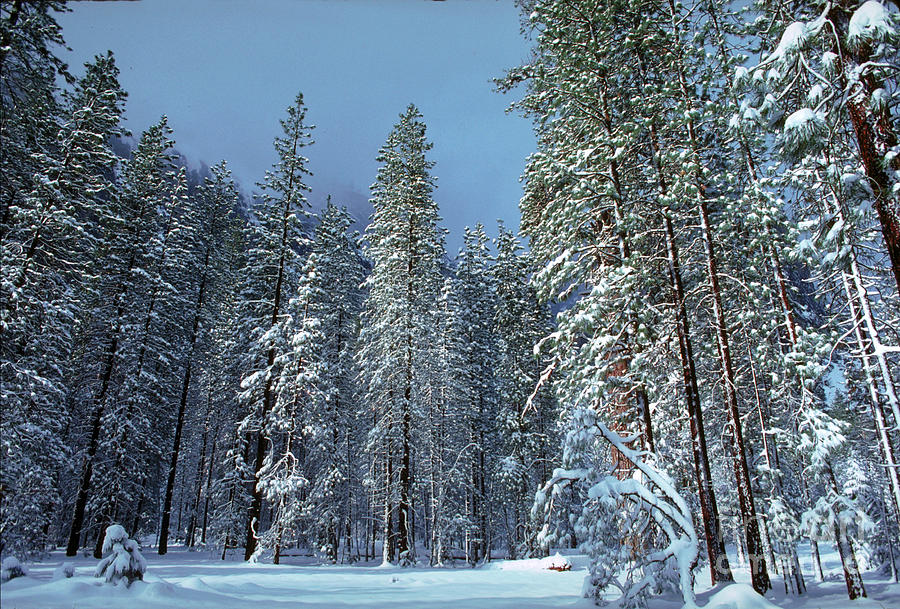Snowy Woods in a Yosemite Valley Winter Photograph by Wernher Krutein