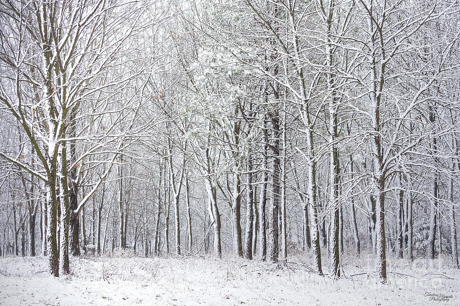 Nature Photograph - Snowy Woods by Jennifer White