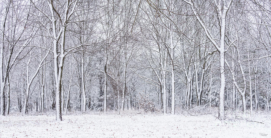 Snowy Woods Pano Photograph by Jennifer White