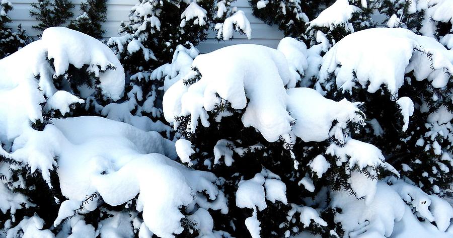 Snowy Yews Photograph by Will Borden