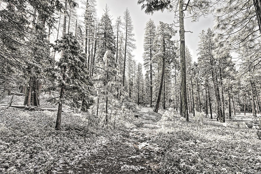 Snowy Yosemite Trail Photograph