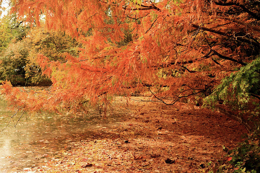 Snug Harbor Series II Autumn on the Pond Photograph by Robert McCulloch ...